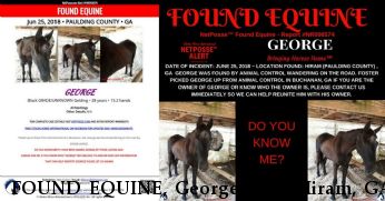 FOUND EQUINE, George Near Hiram, GA, 30141